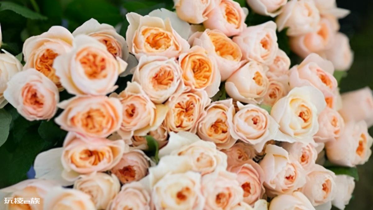 真宙月季的优缺点(月季花真宙和朱丽叶哪个漂亮更好养)-图片4