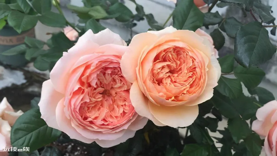 真宙月季的优缺点(月季花真宙和朱丽叶哪个漂亮更好养)-图片8
