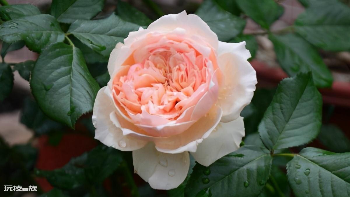 真宙月季的优缺点(月季花真宙和朱丽叶哪个漂亮更好养)-图片9