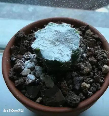 多菌灵的使用方法及用量(教你4种多菌灵的正确使用方法)-图片6