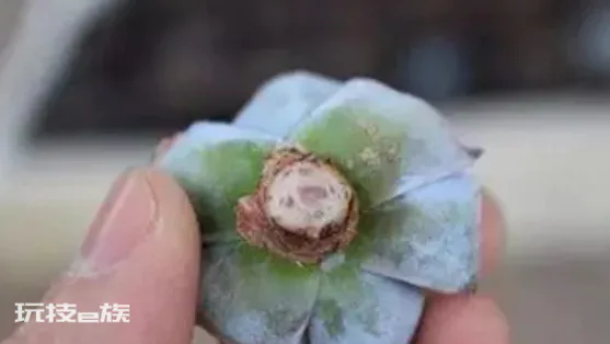 多菌灵的使用方法及用量(教你4种多菌灵的正确使用方法)-图片7
