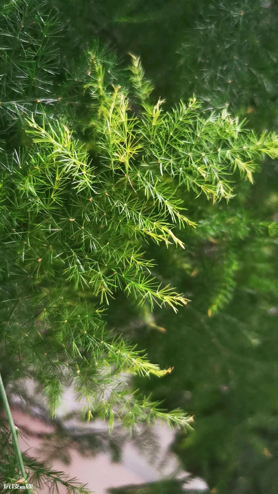 象征友谊长久的花图片(4种寓意友谊长存适合给朋友的花)-图片4