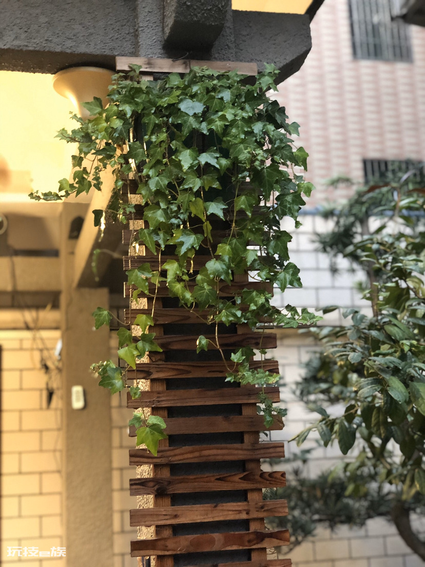 象征友谊长久的花图片(4种寓意友谊长存适合给朋友的花)-图片8