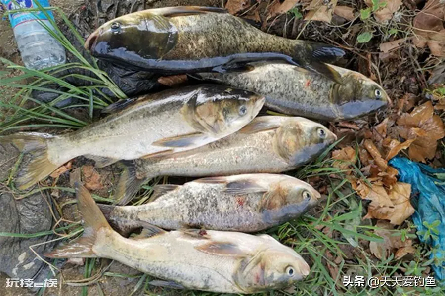 钓鲢鳙调漂操作方法(浮钓鲢鳙如何让漂相更清晰)-图片1