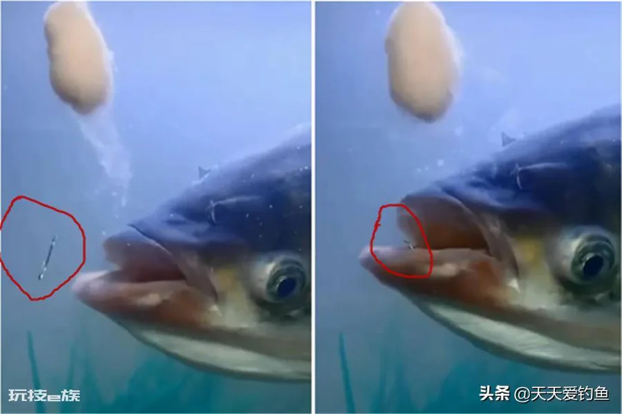 钓鲢鳙调漂操作方法(浮钓鲢鳙如何让漂相更清晰)-图片5