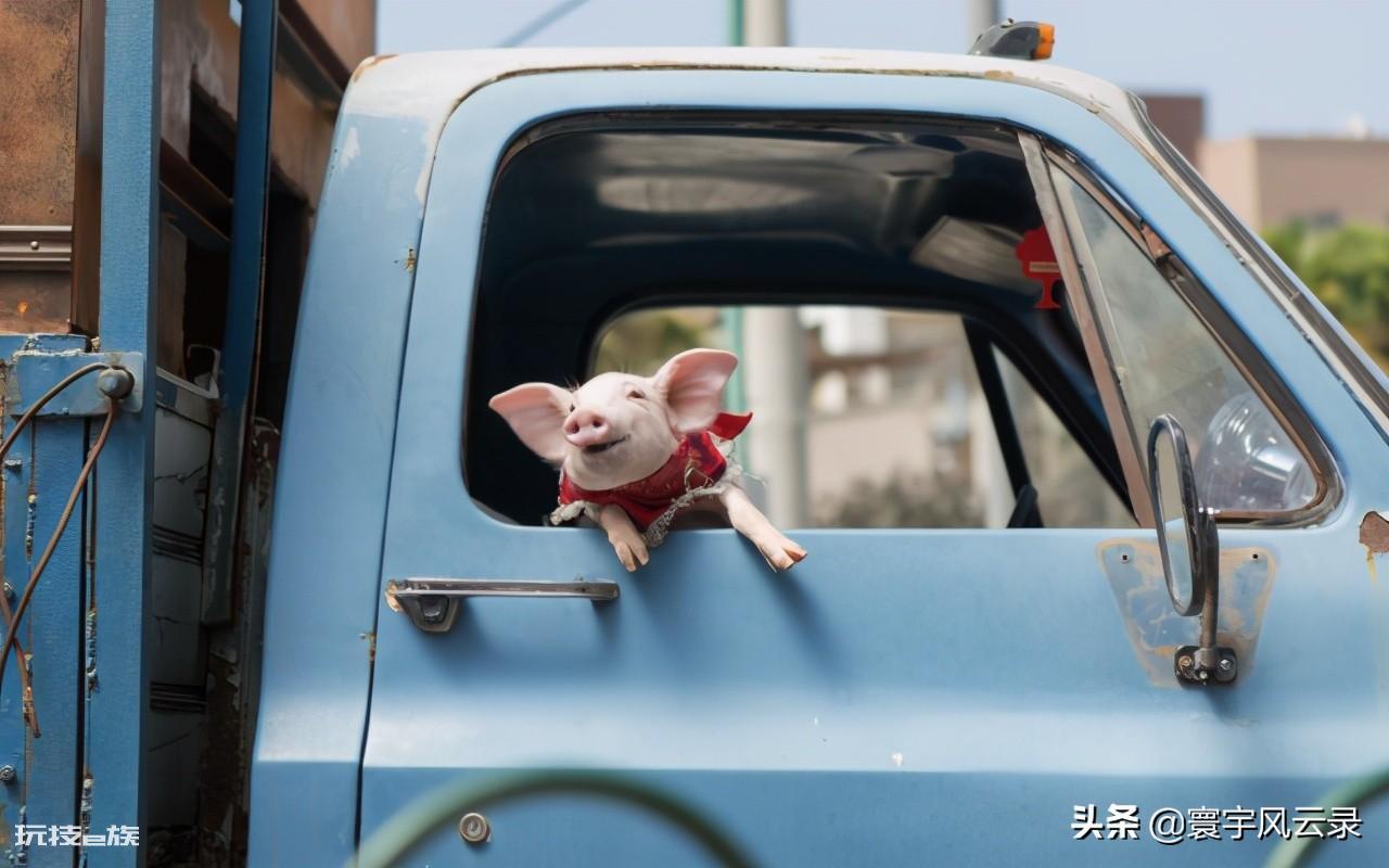 犹太人吃猪肉吗(犹太民族不吃猪肉的原因)-图片1