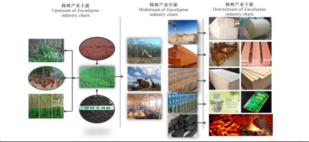 桉树对人体有哪些危害(桉树为什么叫断子绝孙树)-图片9