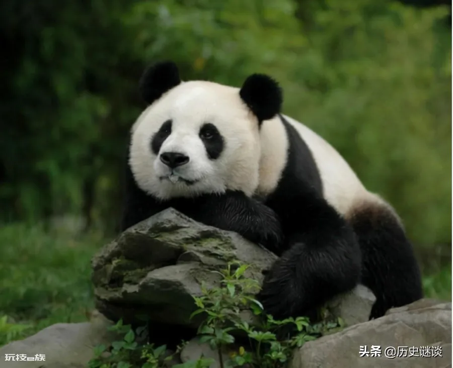 熊猫在地球上已存在多少年了(大熊猫怎么生存下来的)-图片1