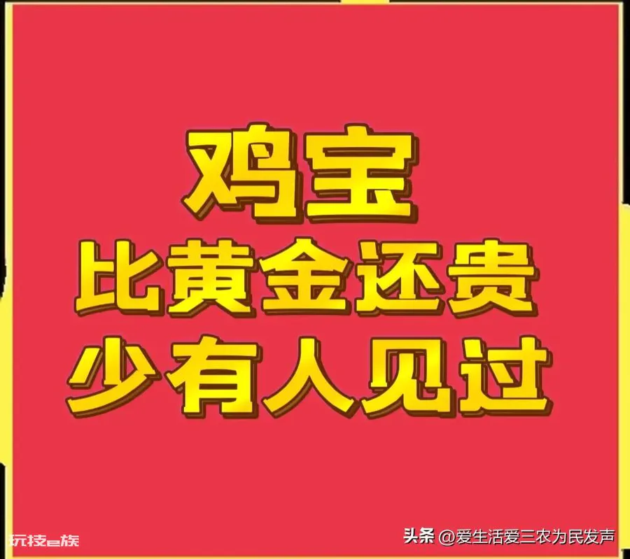 鸡宝到底值不值钱(鸡宝为什么如此值钱市场价格高)-图片1