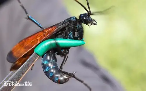 世界上十大最恐怖的虫子长什么样图片(盘点那些恐怖的虫子)-图片1