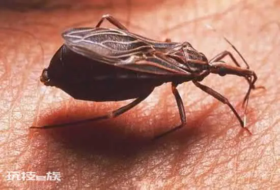 世界上十大最恐怖的虫子长什么样图片(盘点那些恐怖的虫子)-图片3