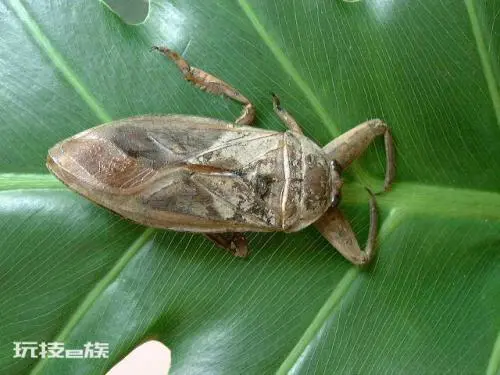 世界上十大最恐怖的虫子长什么样图片(盘点那些恐怖的虫子)-图片5
