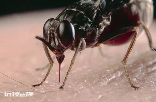 世界上十大最恐怖的虫子长什么样图片(盘点那些恐怖的虫子)-图片7