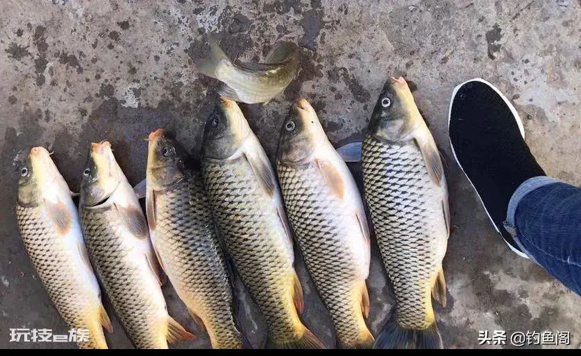 秋钓鲤鱼鱼饵配方分享(秋季钓鲤鱼这样配饵料嘎嘎上鱼)-图片3