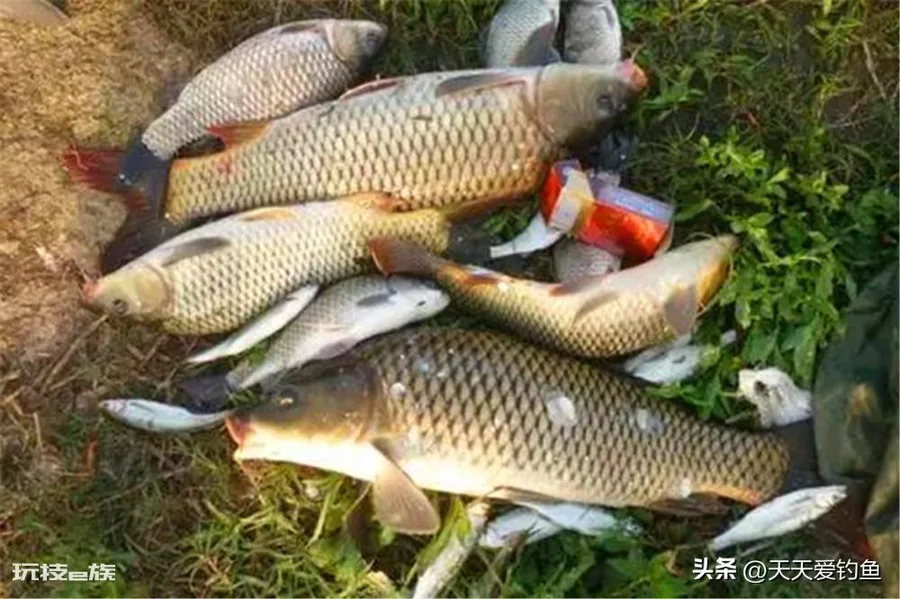 什么饵料钓鲤鱼最好(野钓鲤鱼这3种味型效果绝佳)-图片1