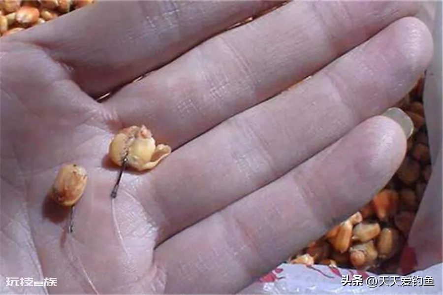 什么饵料钓鲤鱼最好(野钓鲤鱼这3种味型效果绝佳)-图片2