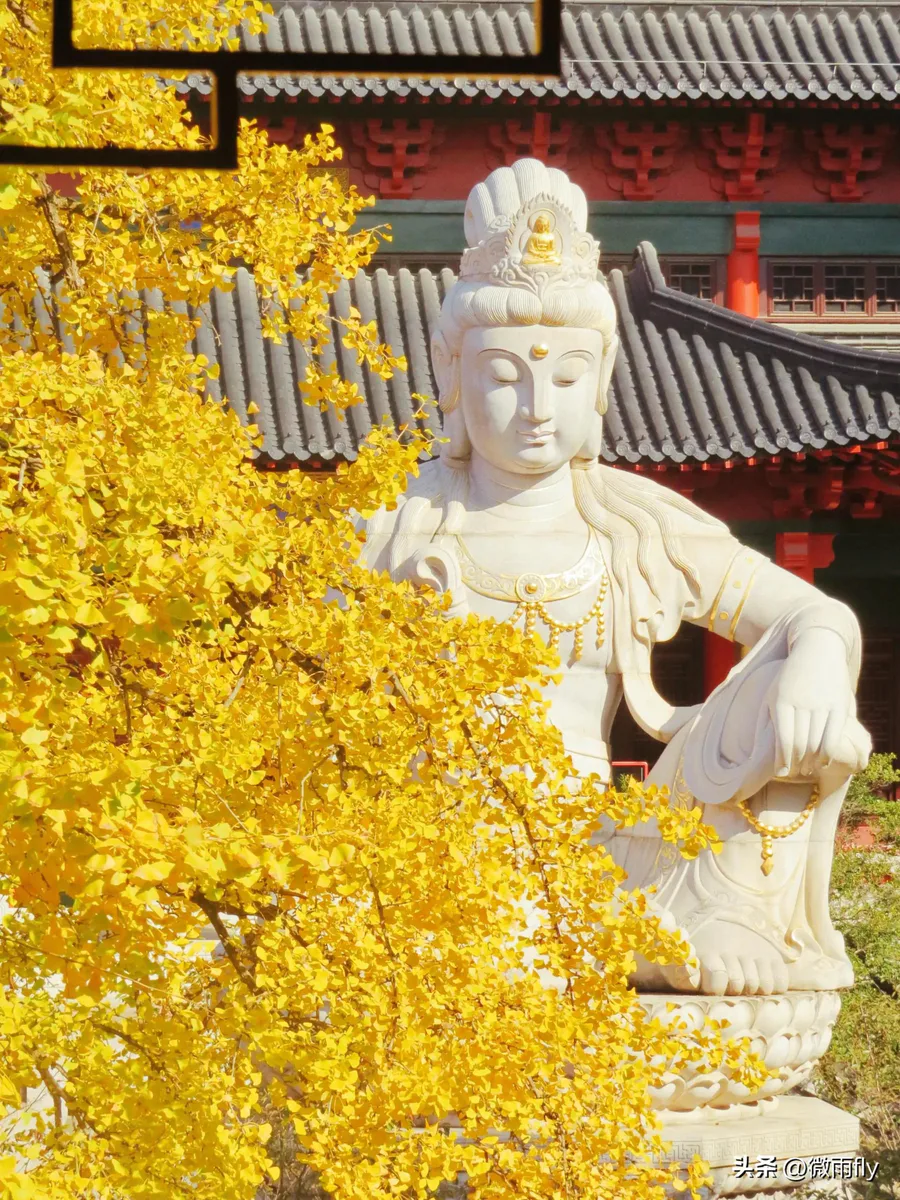 南京银杏树哪里最好看最出名(南京有银杏树的7处景点)-图片1