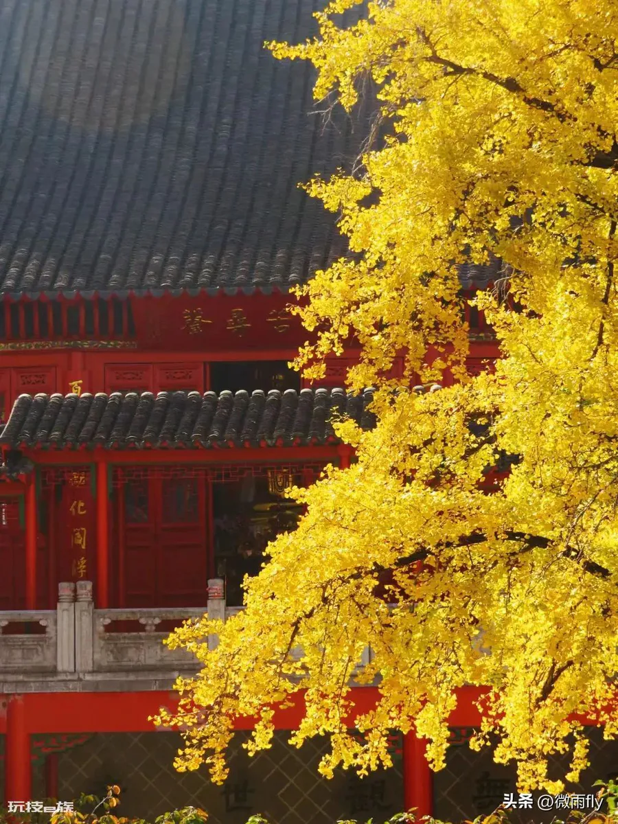 南京银杏树哪里最好看最出名(南京有银杏树的7处景点)-图片2