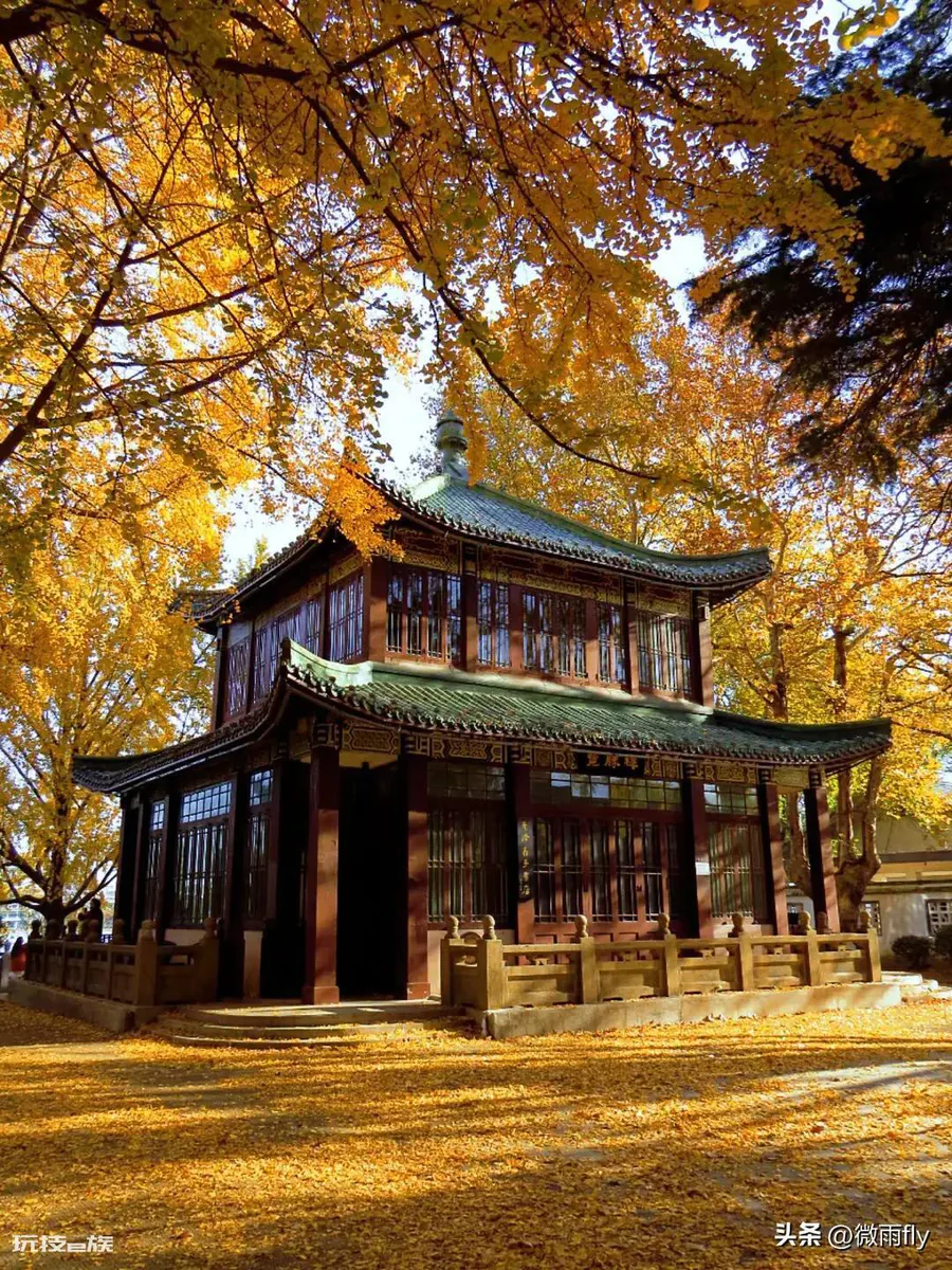 南京银杏树哪里最好看最出名(南京有银杏树的7处景点)-图片3