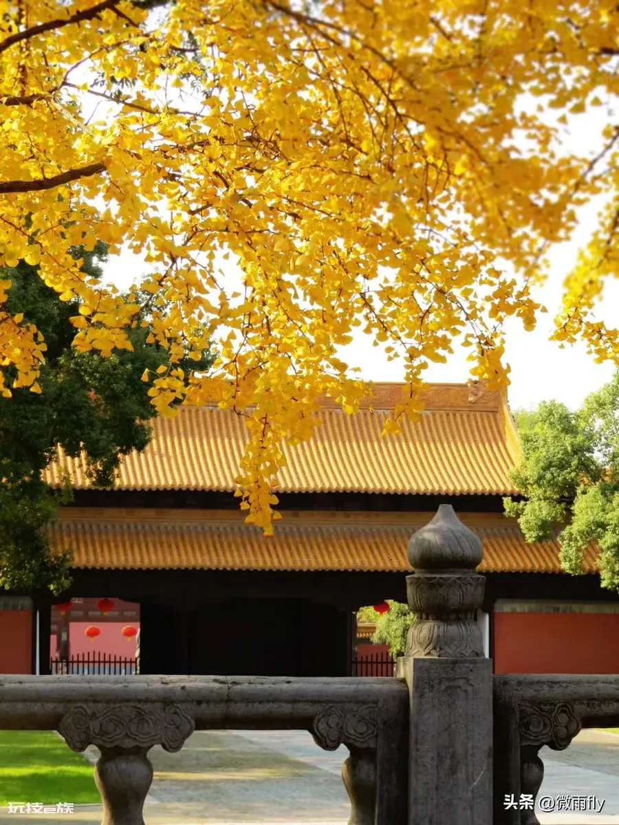 南京银杏树哪里最好看最出名(南京有银杏树的7处景点)-图片7