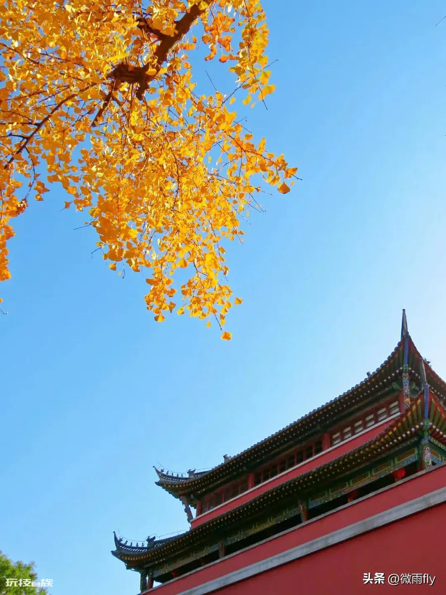 南京银杏树哪里最好看最出名(南京有银杏树的7处景点)-图片10
