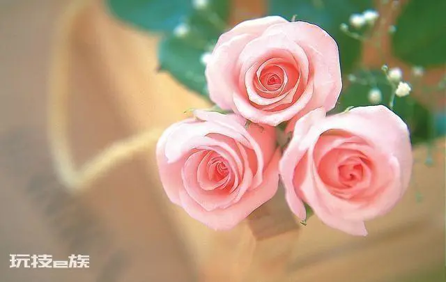 送粉色玫瑰是什么意思(粉玫瑰的花语寓意及象征含义)-图片5