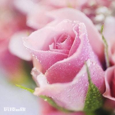 送粉色玫瑰是什么意思(粉玫瑰的花语寓意及象征含义)-图片7