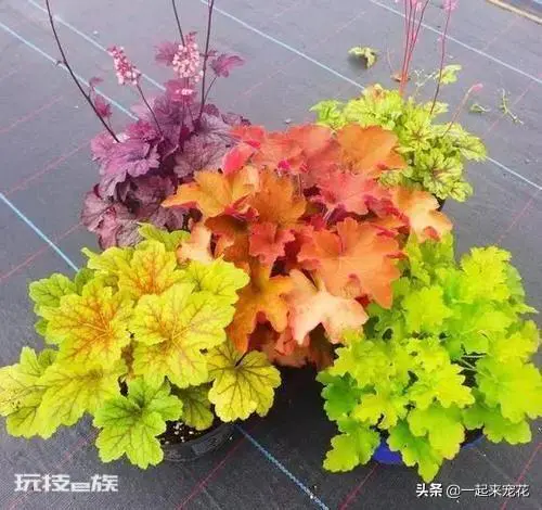 院子背阴的地方适合种什么植物(院子背阴处适合种耐阴花)-图片1