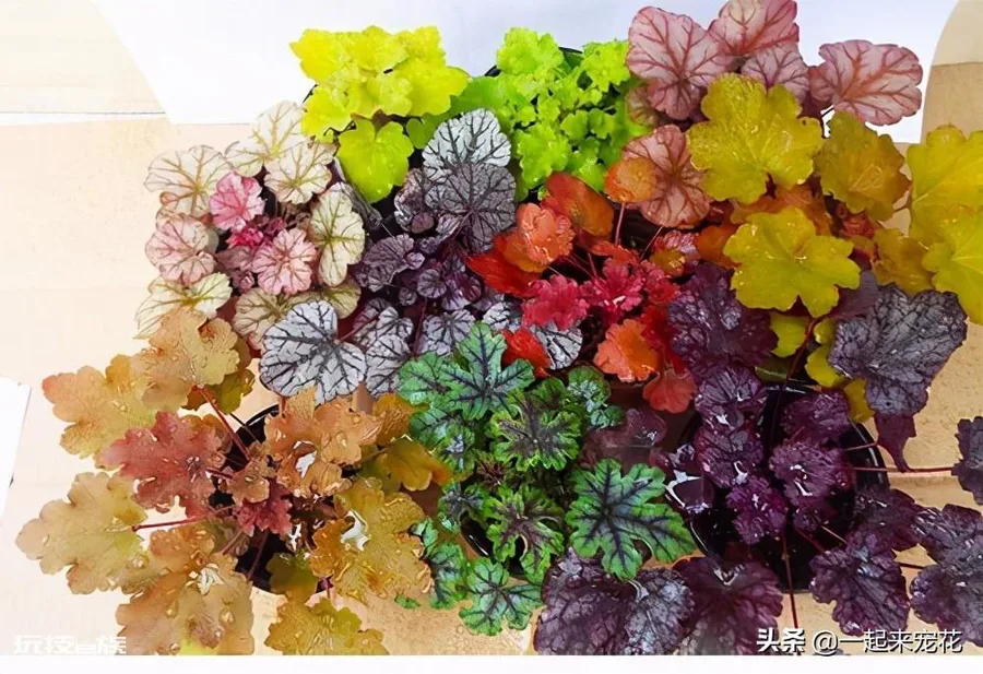 院子背阴的地方适合种什么植物(院子背阴处适合种耐阴花)-图片2