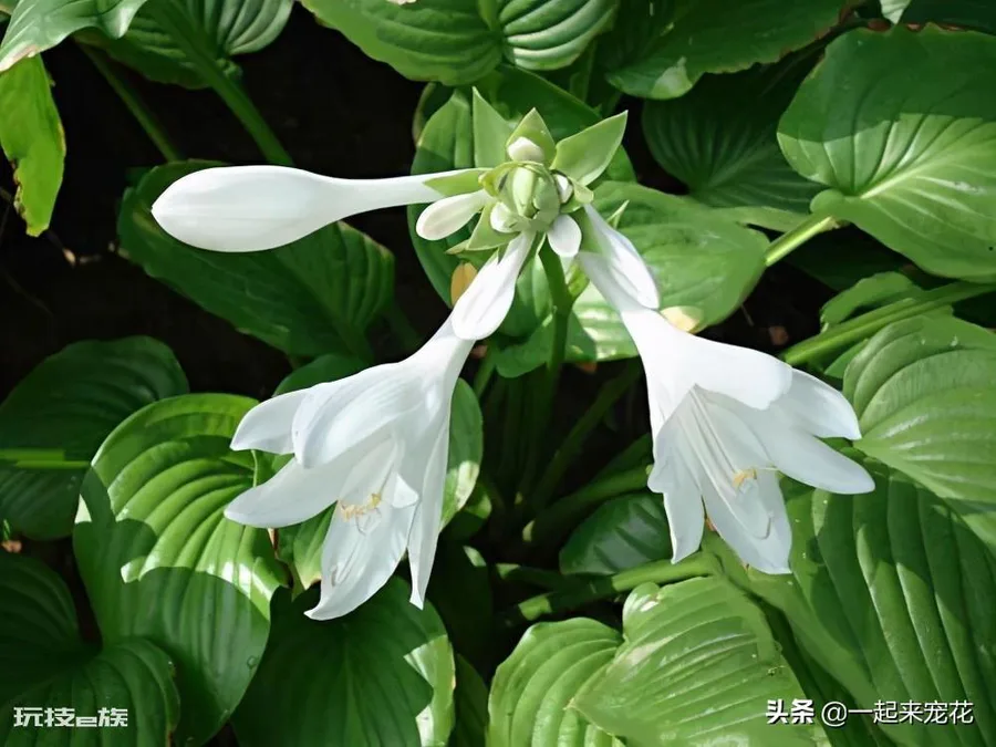 院子背阴的地方适合种什么植物(院子背阴处适合种耐阴花)-图片3