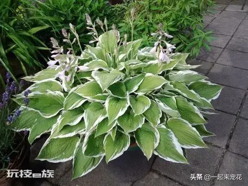 院子背阴的地方适合种什么植物(院子背阴处适合种耐阴花)-图片4
