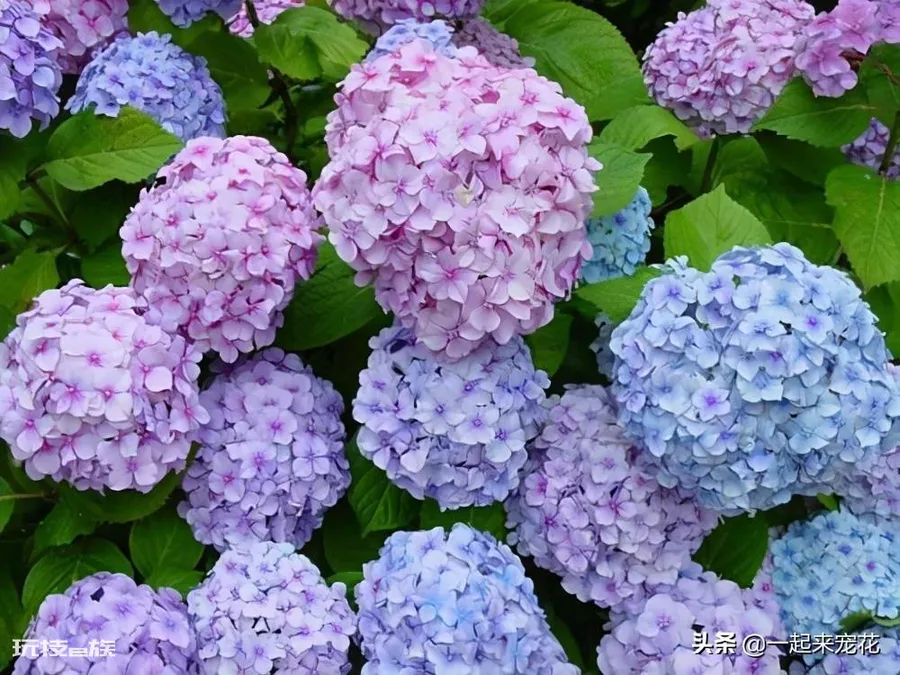 院子背阴的地方适合种什么植物(院子背阴处适合种耐阴花)-图片5