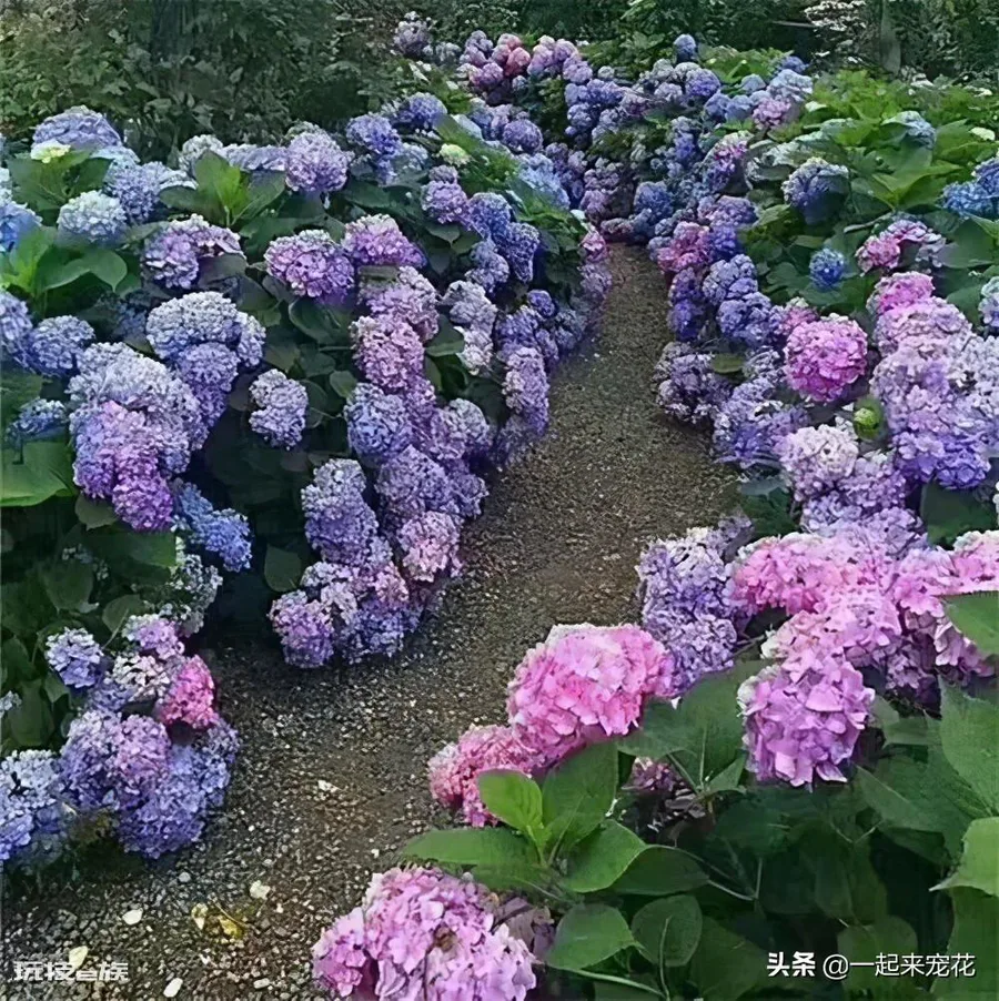 院子背阴的地方适合种什么植物(院子背阴处适合种耐阴花)-图片6