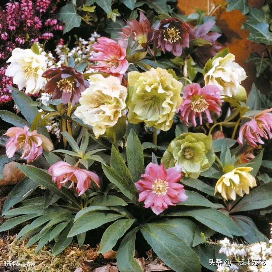 院子背阴的地方适合种什么植物(院子背阴处适合种耐阴花)-图片7