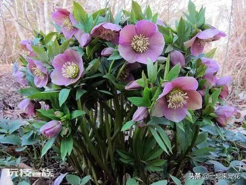 院子背阴的地方适合种什么植物(院子背阴处适合种耐阴花)-图片8