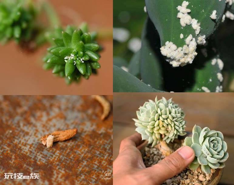 多肉生虫子了小白虫怎么办(多肉植物里小白虫次根除方法)-图片1