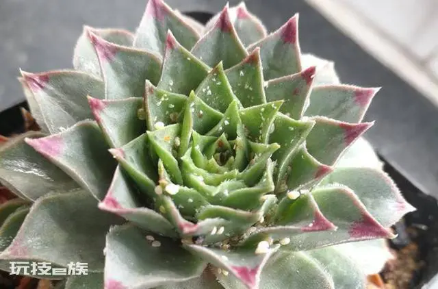 多肉生虫子了小白虫怎么办(多肉植物里小白虫次根除方法)-图片2