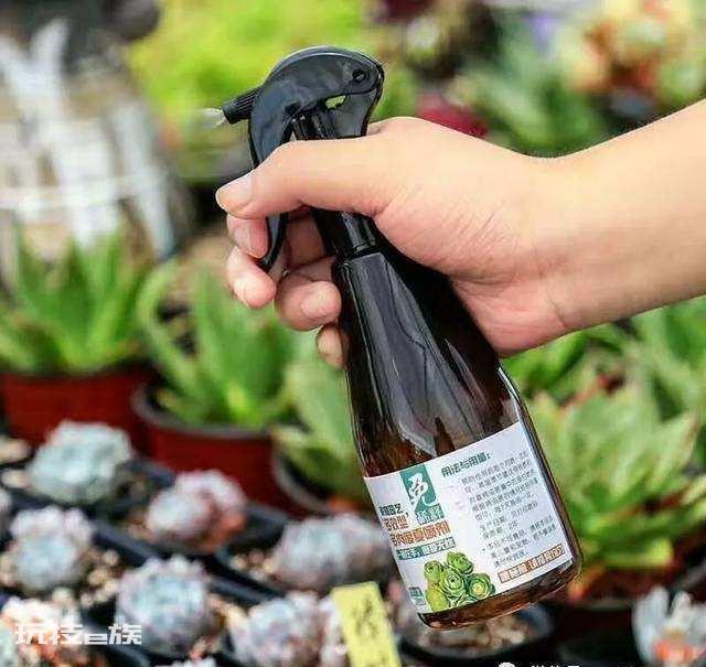 多肉生虫子了小白虫怎么办(多肉植物里小白虫次根除方法)-图片4