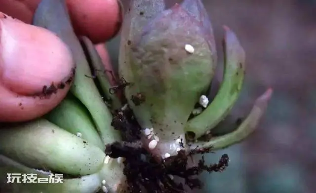 多肉生虫子了小白虫怎么办(多肉植物里小白虫次根除方法)-图片6