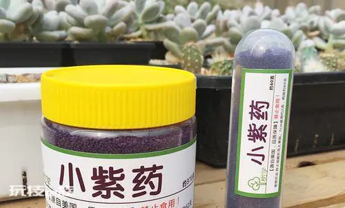 多肉生虫子了小白虫怎么办(多肉植物里小白虫次根除方法)-图片7