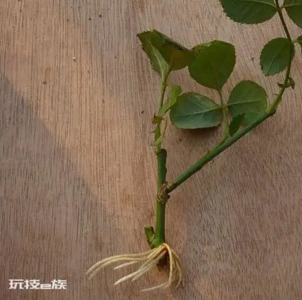 怎样判断月季生根了没有(如何知道月季根系有没有生没根)-图片2