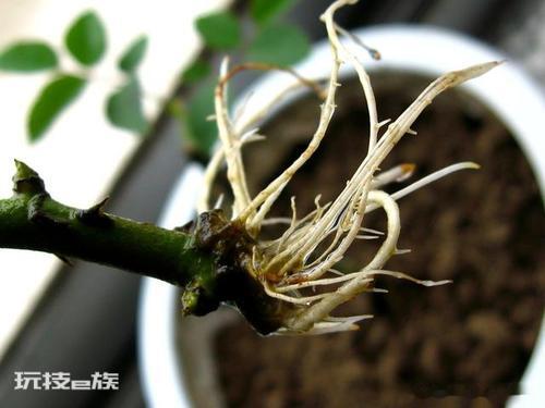 怎样判断月季生根了没有(如何知道月季根系有没有生没根)-图片3