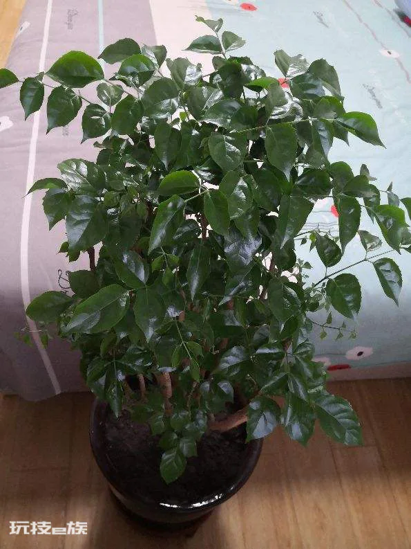 幸福树叶子发黄干枯掉落怎么办(叶子一碰就掉要注意浇水)-图片1