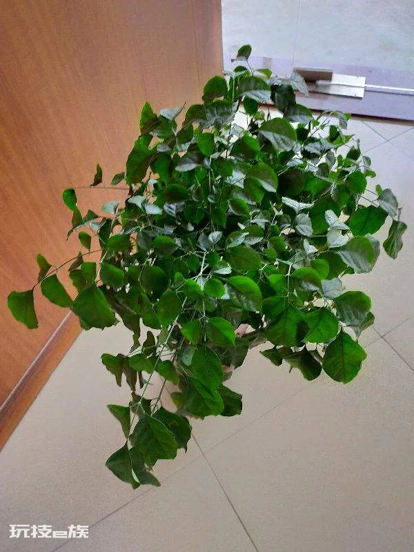 幸福树叶子发黄干枯掉落怎么办(叶子一碰就掉要注意浇水)-图片5