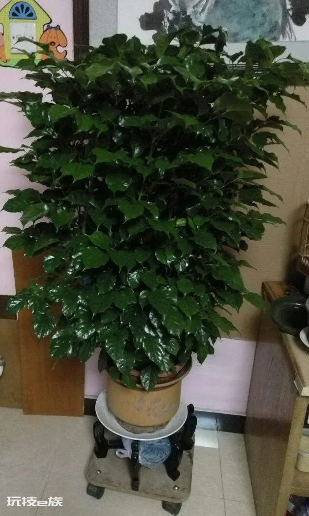 幸福树叶子发黄干枯掉落怎么办(叶子一碰就掉要注意浇水)-图片6