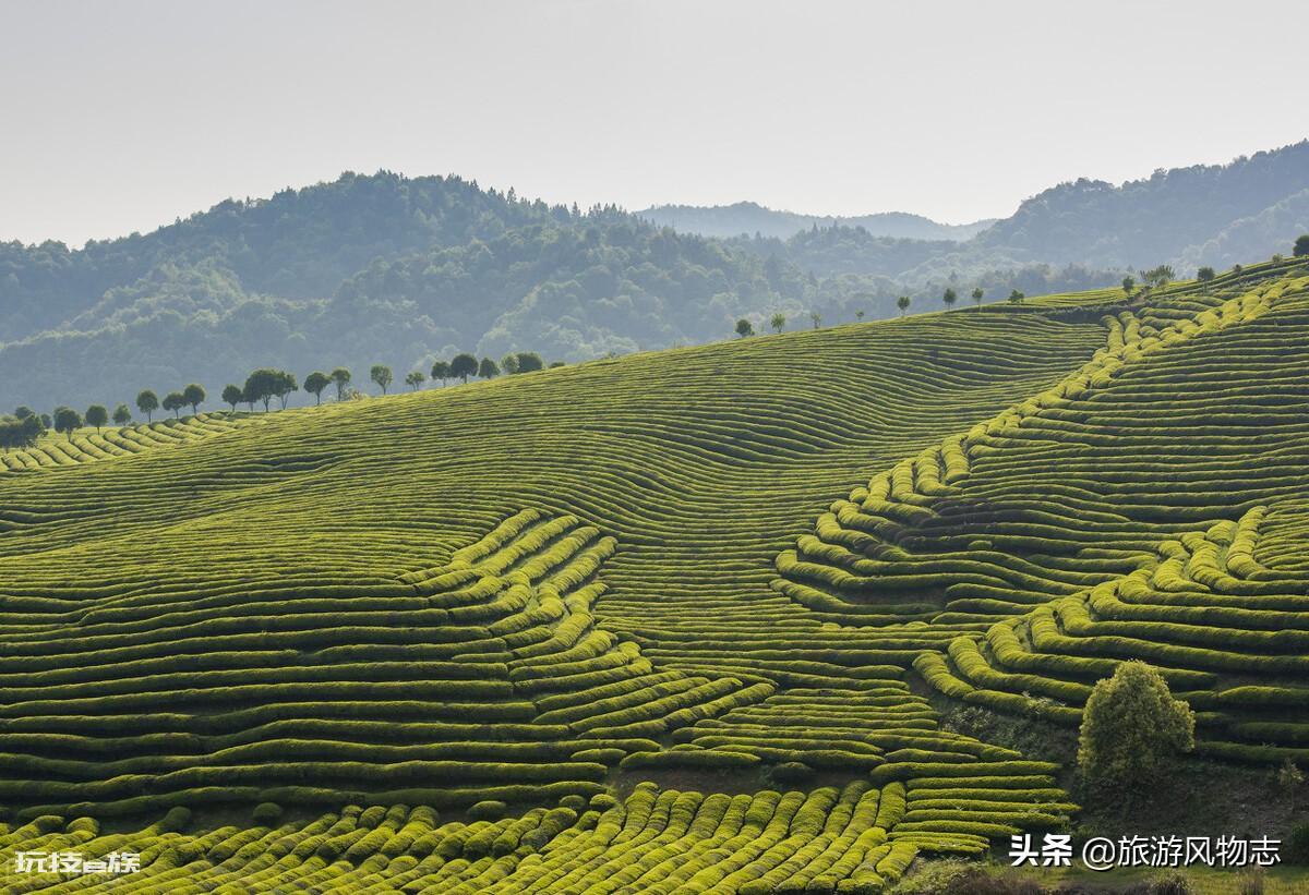 江西茶叶品牌十大名茶图片（江西著名的5大茶叶排名）-图片4