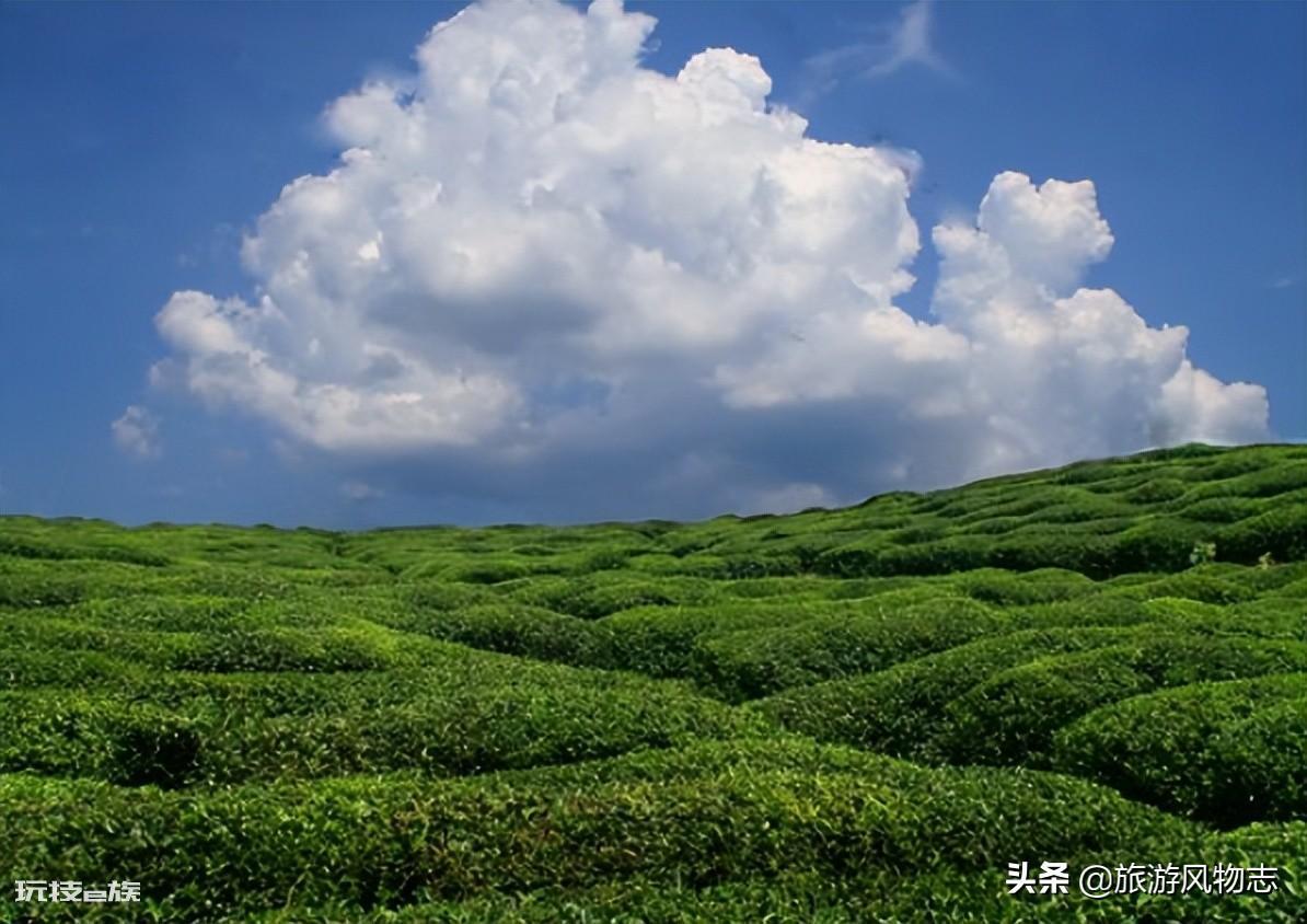 江西茶叶品牌十大名茶图片（江西著名的5大茶叶排名）-图片6