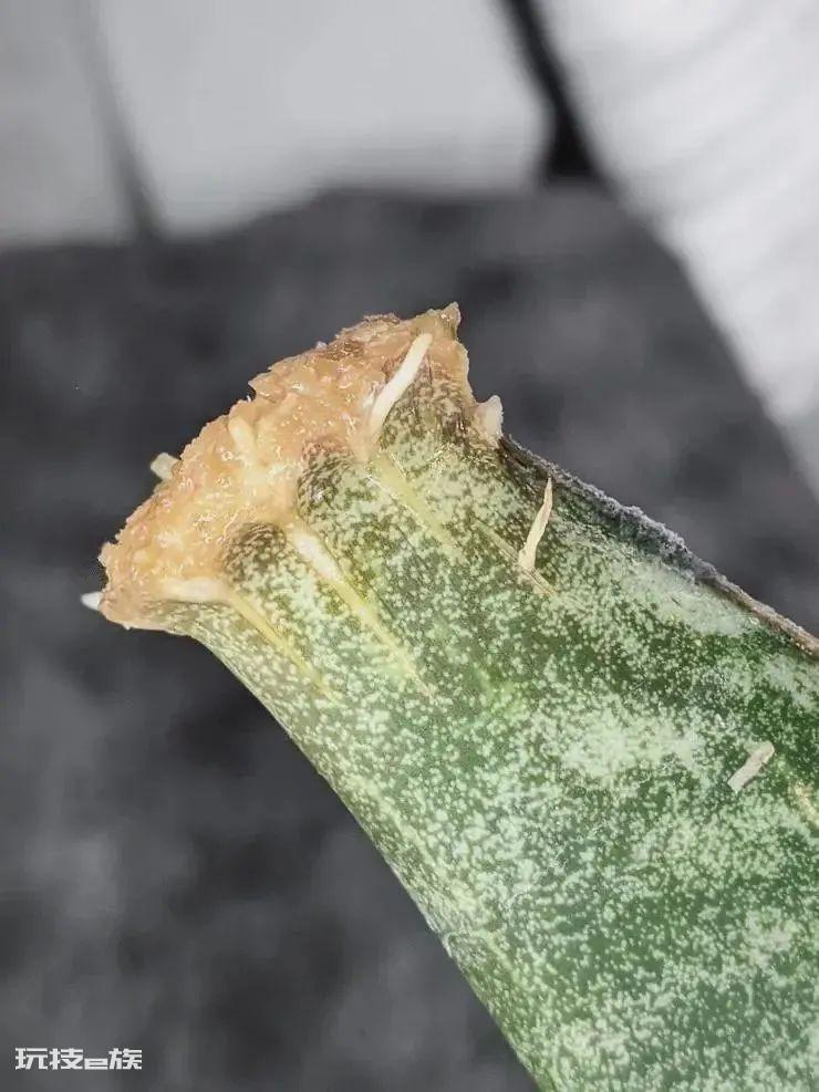陶粒的作用和特点是什么意思(养花花盆中的陶粒用途)-图片8