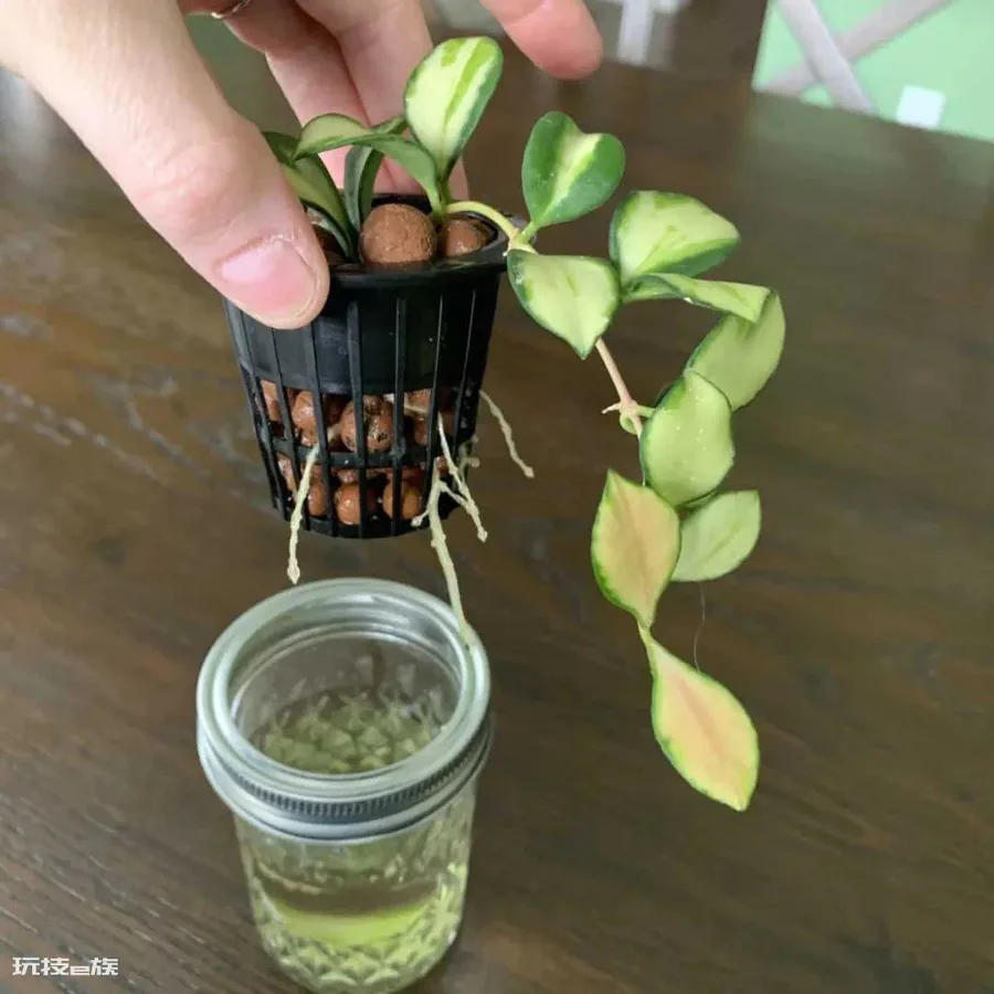 陶粒的作用和特点是什么意思(养花花盆中的陶粒用途)-图片10