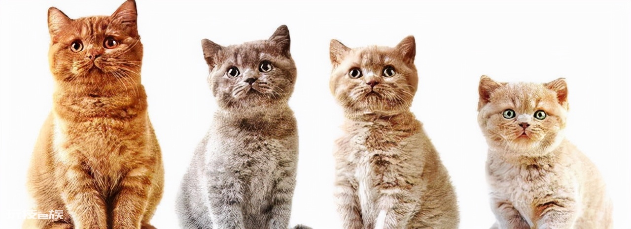 汤恩贝猫粮怎么样(相对较便宜的汤恩贝猫粮口碑如何)-图片3